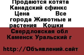 Продаются котята Канадский сфинкс › Цена ­ 15 000 - Все города Животные и растения » Кошки   . Свердловская обл.,Каменск-Уральский г.